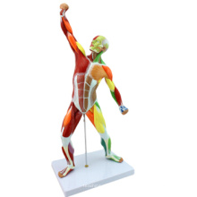 Acheter One Set No.-12308 Mini modèle d&#39;anatomie de muscle humain de 55cm en plastique, modèles anatomiques humains